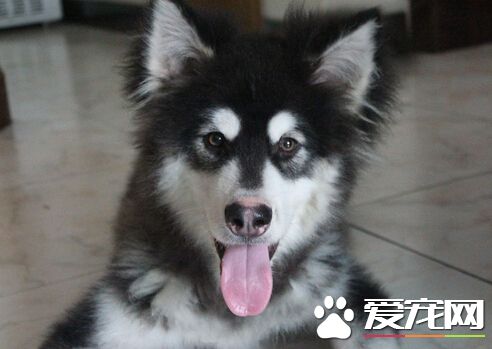 買什麼狗比較好 買狗前的幾個注意事項