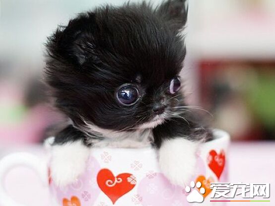 茶杯是什麼狗 茶杯犬也稱做茶杯貴賓犬