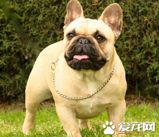 法斗是什麼狗 其實它就是法國斗牛犬