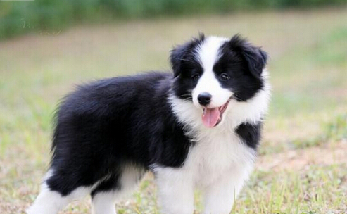 邊牧是什麼狗 邊牧為柯利牧羊犬之一種