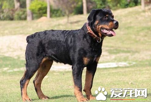 沒尾巴的狗是什麼狗 是狗做了斷尾手術