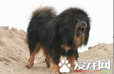 最貴的狗是什麼狗 十大最名貴的犬種