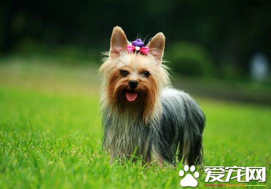 約克夏是什麼狗 是小型玩賞狗的一種