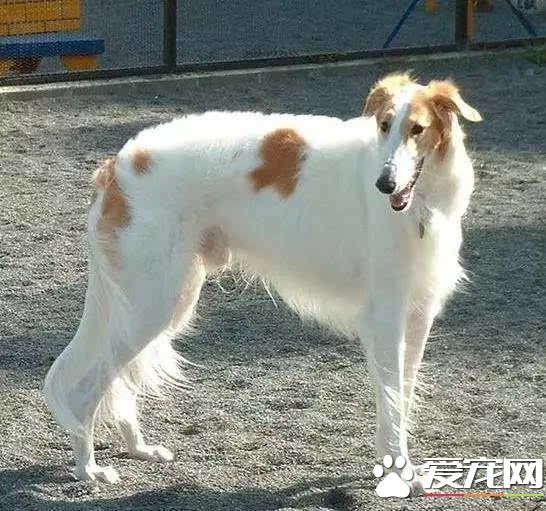 最笨的狗是什麼狗 世界最笨的五大犬種