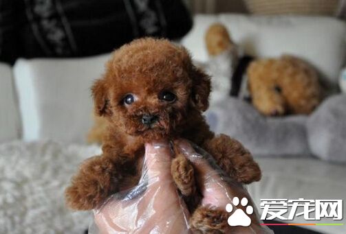 泰迪狗和貴賓狗的區別 其區別方法分享