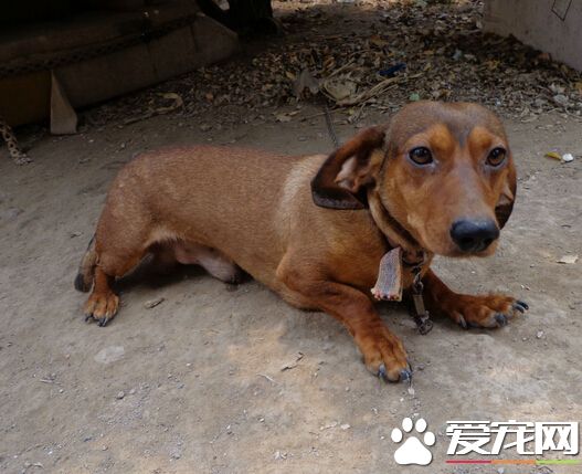 板凳狗是什麼狗 其實它們就是臘腸狗