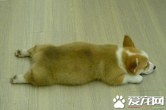 什麼狗沒尾巴 其實是有些狗做了斷尾