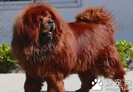 最貴的狗 單價最貴的藏獒竟達800萬元以上
