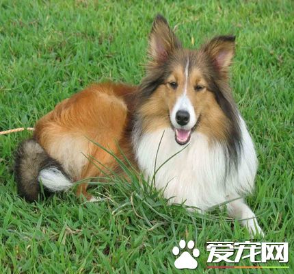 粗毛柯利犬哪裡賣 對陌生人警戒心強