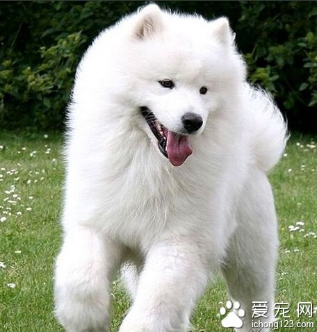 愛斯基摩犬是薩摩耶嗎 分清兩者的方法