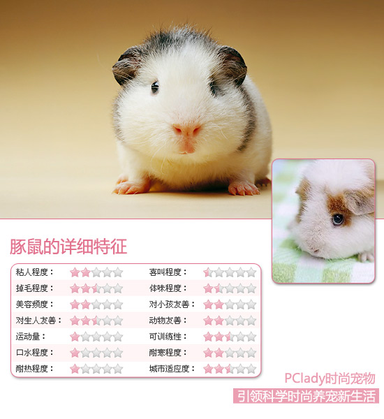 萌系小美男　豚鼠選購技巧指南