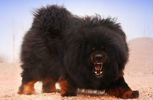 如何挑選藏獒幼犬 根據藏獒的整體外觀