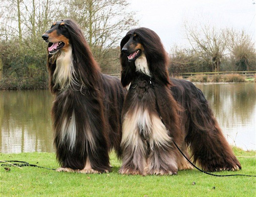 阿富汗獵犬壽命有多長 飼養之前需謹慎考慮