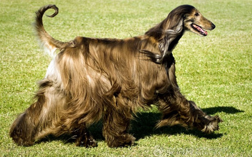 阿富汗獵犬咬人嗎 千萬不能激怒狗狗