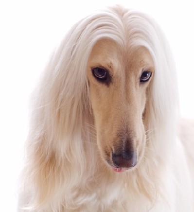 阿富汗獵犬又叫什麼 美麗的姿容獨特風格