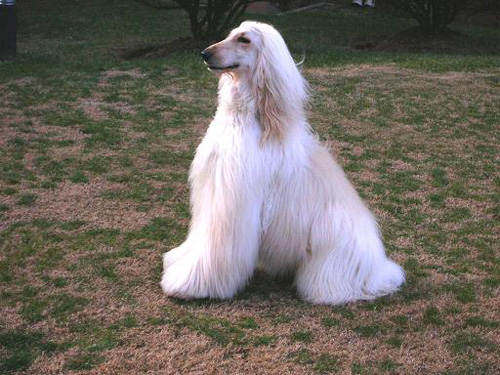 阿富汗獵犬挑選 選購汗汗有方法