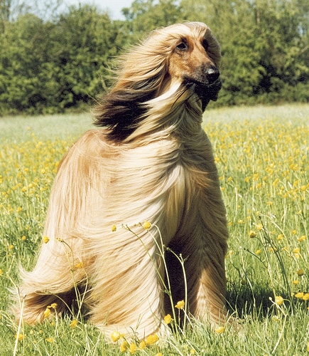 阿富汗獵犬又名 貴族氣質的犬種