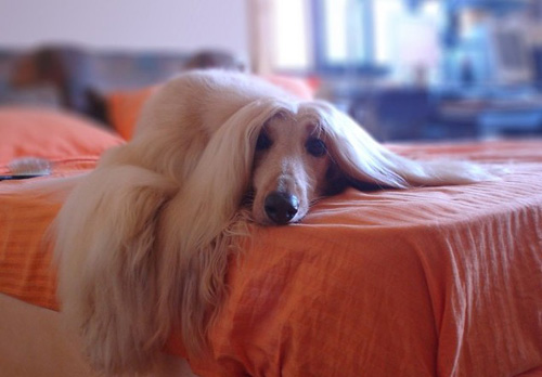 哪裡有賣阿富汗獵犬 各地汗汗的價格