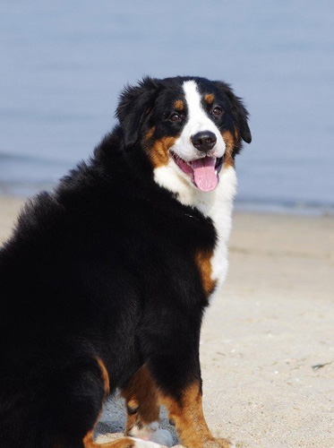伯恩山犬的缺點優點有哪些 飼養前需了解