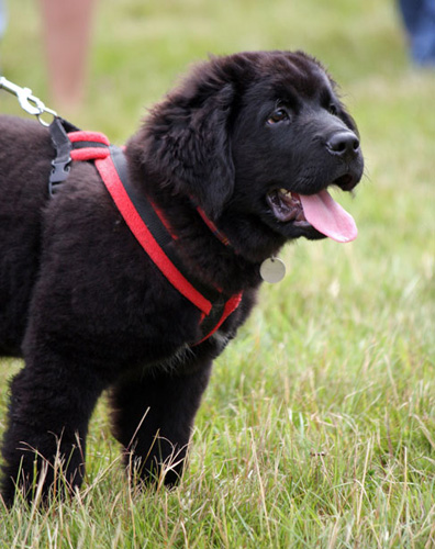 伯恩山犬多少錢 考慮各方面因素