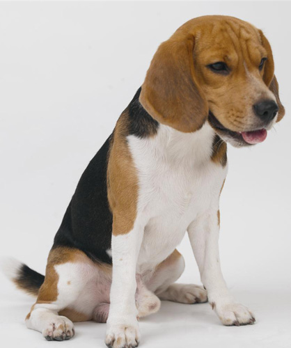 比格犬喜歡叫嗎 主人要好好管教