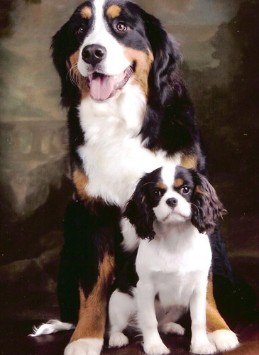 伯恩山犬價格 從外部形態去判斷