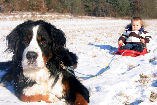 伯恩山犬怎麼選 遺傳基因是最重要的因素