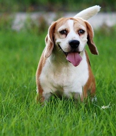 純種比格犬多少錢 地域不同價格不一