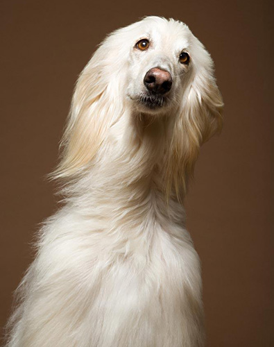 阿富汗獵犬怎麼樣 高貴而孤傲的氣質
