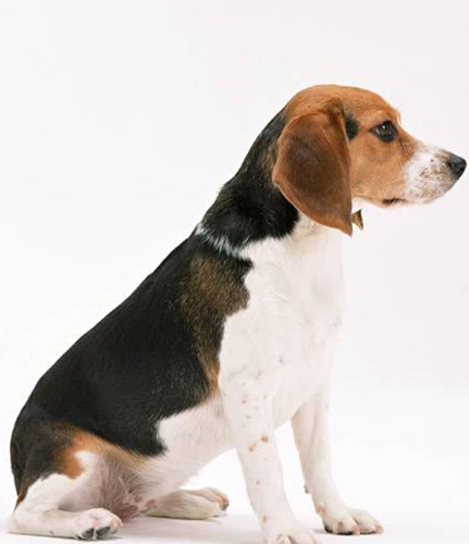 如何挑選比格犬 身高和體重要符合標准