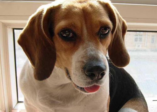 比格犬價位 格格又叫什麼
