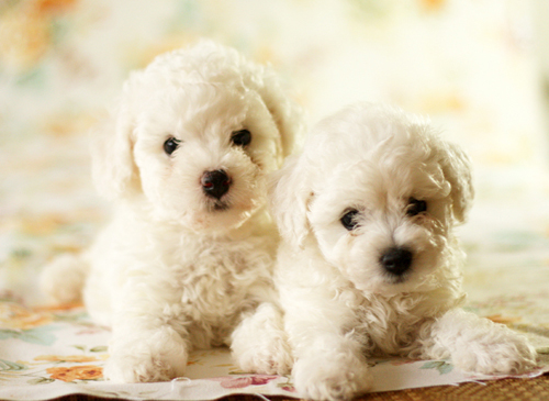 比熊怎麼挑 活潑好動的幼犬比較好