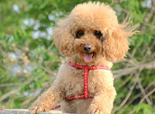 貴賓犬多少錢一只 決定價格的因素有哪些