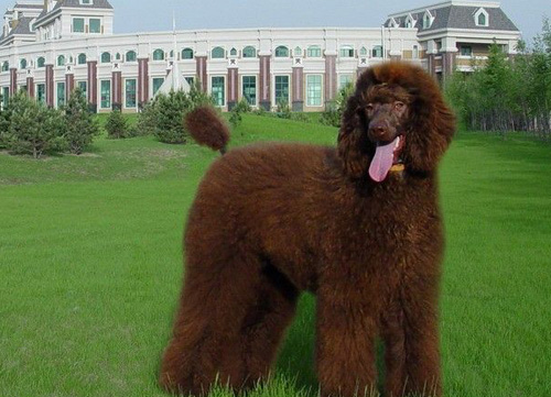 貴賓犬好養嗎 廣泛飼養的寵物狗