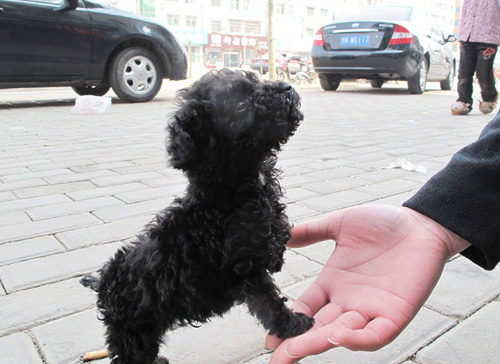 貴賓犬咬人嗎 很可愛但也會咬人的