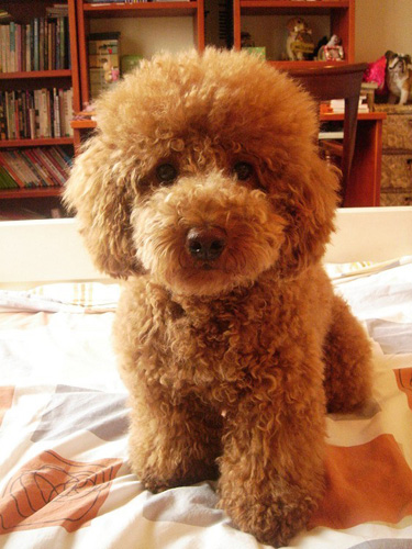 貴賓犬什麼顏色最貴 顏色不同價格不同