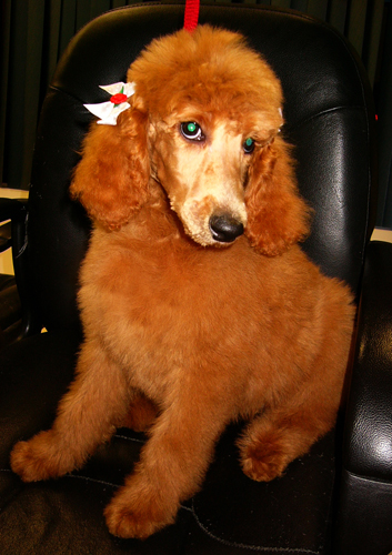 貴賓犬介紹 流行於哪個時期