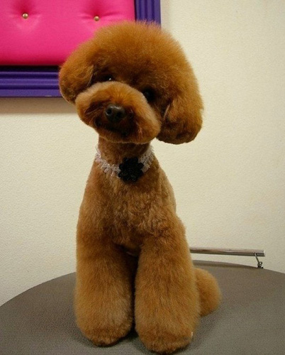 貴賓犬的種類 現代人最貼心的伴侶犬