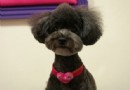貴賓犬一般多少錢 不同地域價格不一