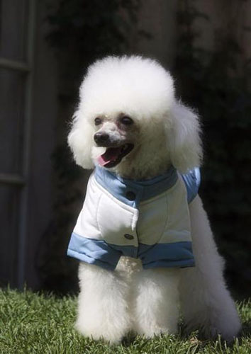 哪裡買貴賓犬 購買方式非常多