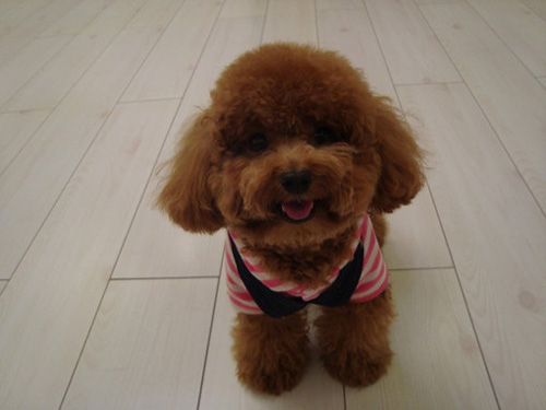 泰迪犬多少錢一只 各種狗狗價格不一