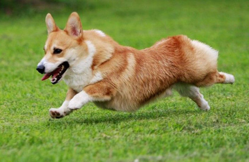 柯基犬掉毛嗎 狗狗都有掉毛現象