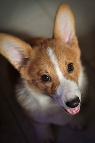柯基犬哪裡買 選擇狗狗非常重要