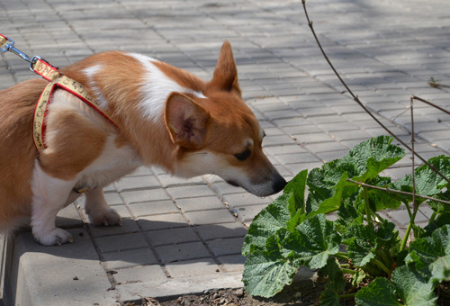柯基犬咬人嗎 可修正這個惡習