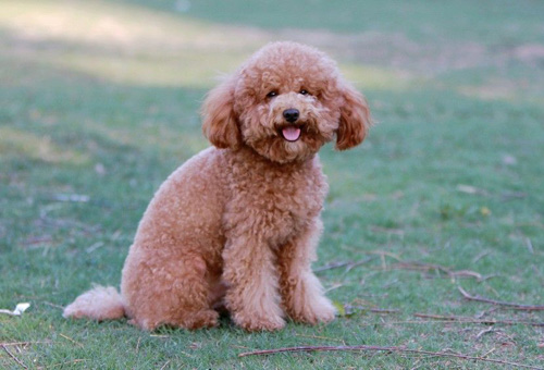 純種的泰迪犬多少錢 品相不同價格不一