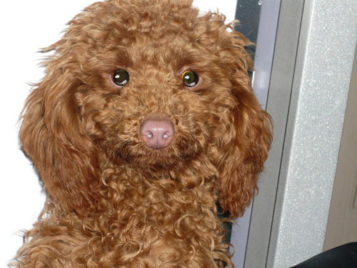 泰迪犬怎麼看純不純 分享一下鑒別的方法