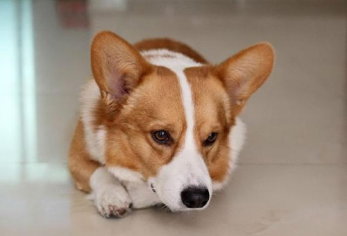 柯基犬的標准 從四肢外觀去觀察