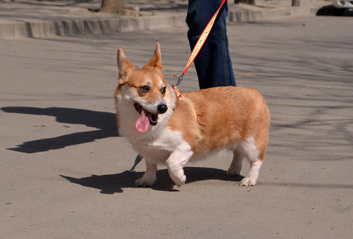 如何挑選柯基犬 狗狗是否基本符合標准