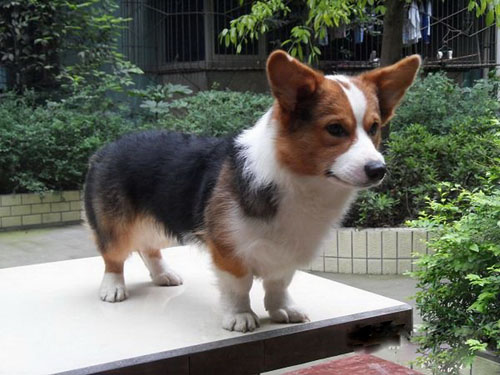 柯基犬多少錢一只 大概的價格是多少