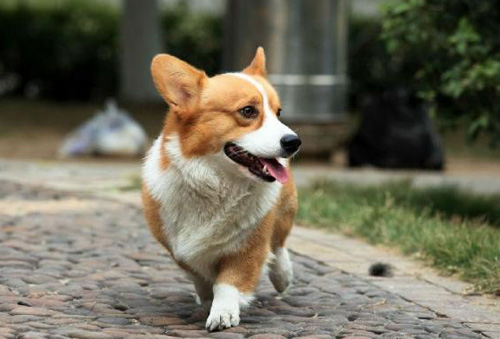 怎麼挑選柯基犬 選購要點有哪些